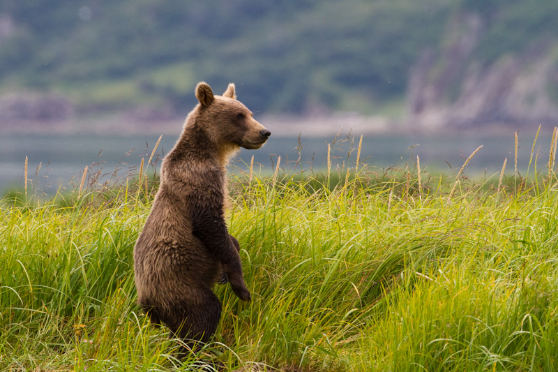 Grizzly Bear Cub